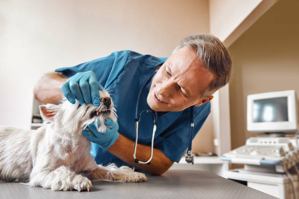 Best Walk-In Emergency Dentist in Weimar, TX